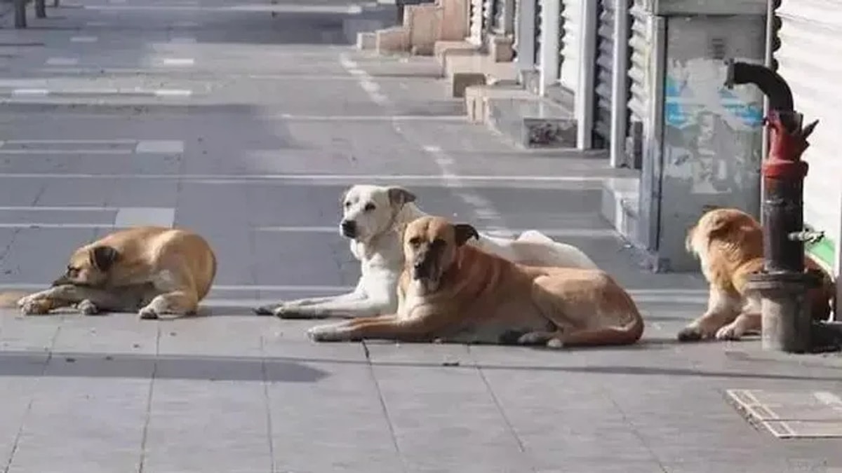 Sokak Hayvanlar N N Uyutulmas Hakk Nda Ak Partiden Yeni A Klama