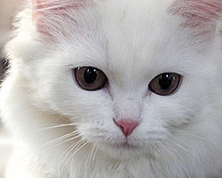 Kedi ve Köpeklerde Peritoneal Diyaliz Uygulaması