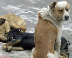Ankara'da Sokak Köpeği Katliamı
