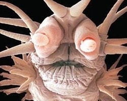 3 cm’lik canavar