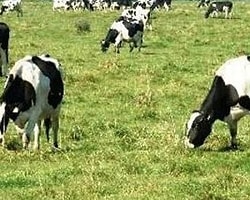 Hollandalı bilim adamları sentetik et üretti