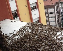 Uğultuyu Fırtına Sandı Ama...