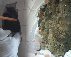 Haberi Olmadan 200 Bin Arı İle 3 Yıl Yaşamış