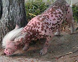 'Yaratık Köpek'