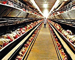 Türk Yumurtası İsrail’i Karıştırdı
