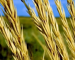 Dünya Yeni Bir Gıda Krizine Hazırlanıyor
