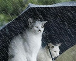 Meteoroloji'den Sağanak Yağmur Uyarısı