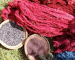 Sofranızdaki ölü böcek