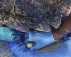 Kaplumbağa Hastanedeyken Yumurtladı