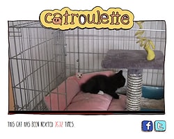 Chatroulette’in Kedi Versiyonu: Catroulette