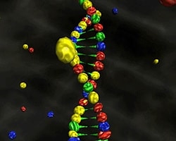 İnsan DNA'sının Tam Analizi Yapıldı