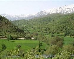 Dünyanın En Eski Bitki Türü Hakkari'de!