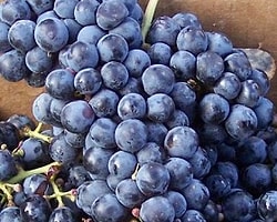 Kayra Versus Cabernet Franc