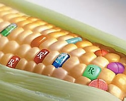 Kanıtlandı: Gdo ve Roundup Kanser Ediyor!