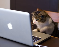 Kedi Videoları İzleyerek Milyoner Olan ABD’li Yazılımcı