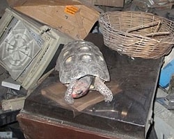 Kilitli Bodrumda 30 Yıl Hayatta Kaldı