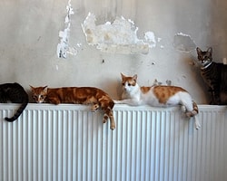 Bir Evden 67'si Ölü, 166 Kedi Çıktı
