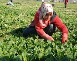 Soğuk Hava Osmaniyeli Çiftçiye Yaradı