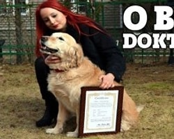 Doktor Köpekler Şifa Dağıtıyor