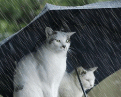 Meteoroloji Genel Müdürlüğü | Günlük Rapor