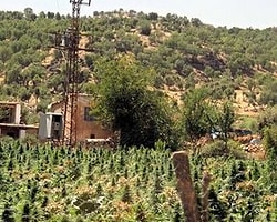 Diyarbakır'da Esrar Operasyonu