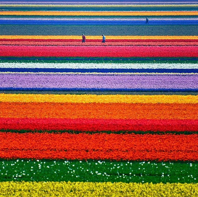 Lale Bahçesi, Hollanda