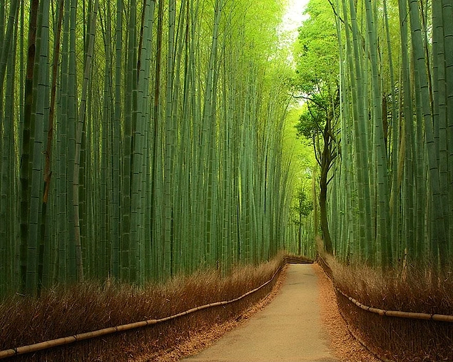 Bamboo Ormanı, Japonya