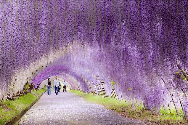 Mor Salkım Tüneli, Japonya