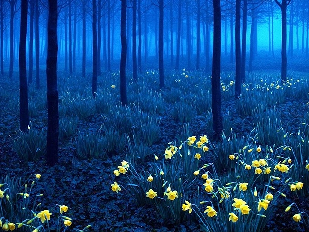 Black Forest, Almanya