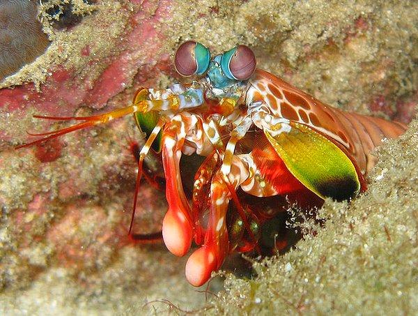 7. Mantis karidesleri kollarını 22 m/s hızla savurabilirler. Bu ivme 22 kalibrelik bir tabancaya eşdeğerdir.
