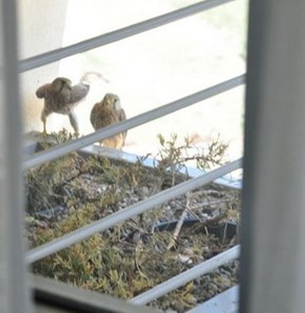 6. Сотрудники отеля в городе Эрзурум (Турция), которые закрыли королевский номер, чтобы не беспокоить ястребов, построивших гнездо на балконе