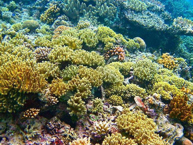 Deniz altından 3 Milyon metreküp hafriyat kaldırılması planlanıyor. Bu hafriyatın da Büyük Bariyer Resifi yakınlarına döküleceği iddia ediliyor.