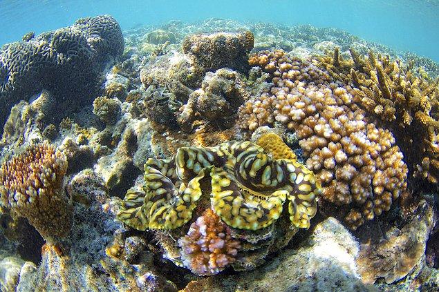 Dünyanın en büyüğü olmasına rağmen 1985 yılından beri mercanlarının yarısından fazlasını kaybetti