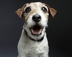 Artık Köpekler de Konuşacak