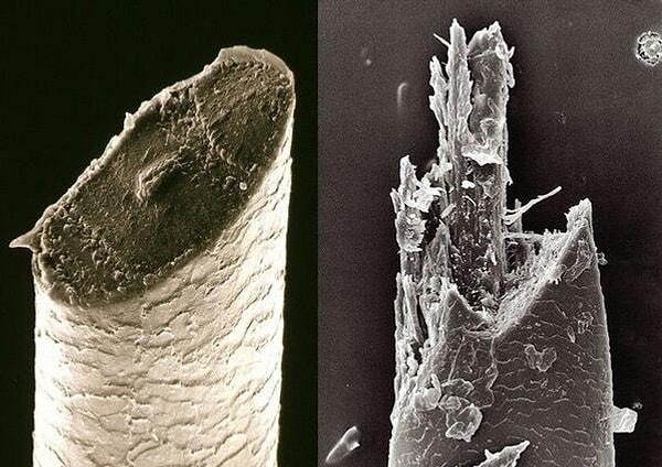 13. Bu bir insan sakalı, elektron mikroskopuyla görüntülenmiş. Birisi usturuyla, birisi de elektirikli tıraş makinasıyla kesilmiş. Peki hangisi USTURA ile kesilmiştir?