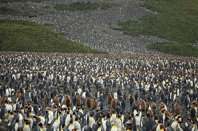 Penguenler! Hem de on binlerce!