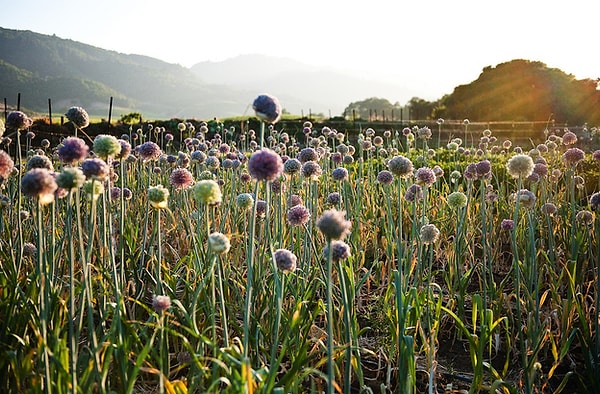 5. Лук-порей растет с такими красивыми фиолетовыми цветочками