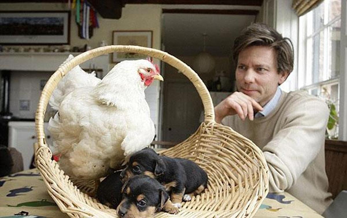 Животное ис. Трогательные животные фото. Фото курицы с хозяином фото. Курица воспитывает. Курица воспитывает щенят.