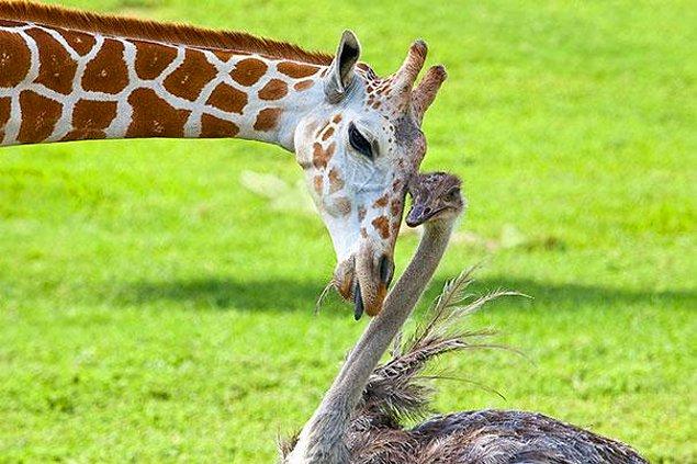 8. Zürafa Bea ve devekuşu Wilma'nın arkadaşlıkları ABD'deki Buschgardens doğal yaşam parkında başladı.