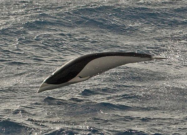 12. Güney gerçek balina yunusu