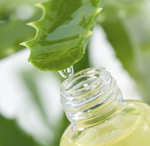 2. Aloe Vera