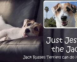 Fenomen Köpek Jesse'den Akıllı Numaralar