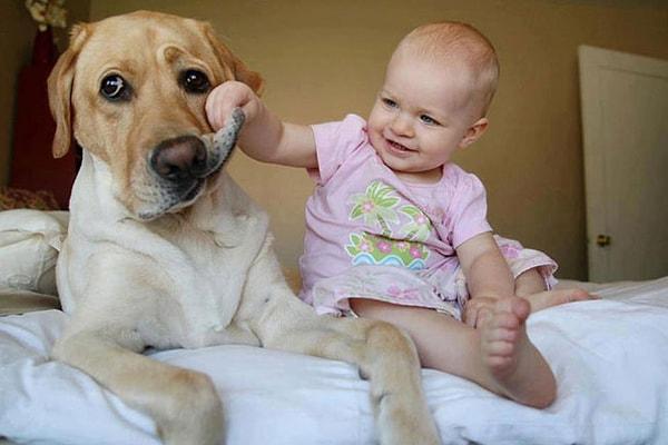 5. Köpekler kirlenerek bebeklerin sağlıklı kalmalarını sağlıyor