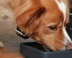 Köpeğiniz için Beslenme Önerileri