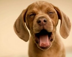 Yavru Köpekle Evde İlk Gün