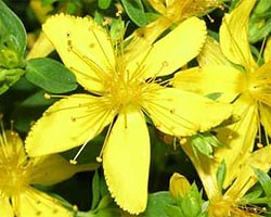 Sarı Kantaronun Faydaları