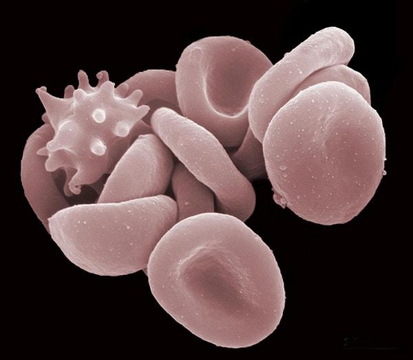 4. Kırmızı Kan Hücreleri