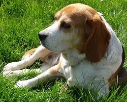 Köpeğimizi Pire ve Parazitlerden Uzak Tutmanın Yolları