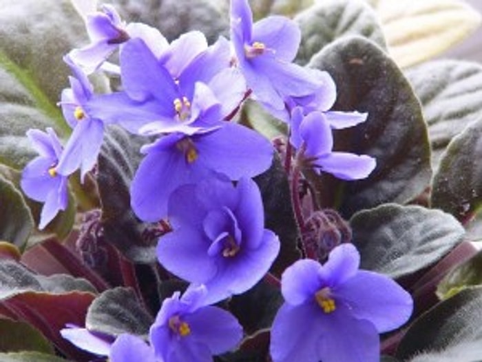 Afrika Menekşesi ve Bakımı