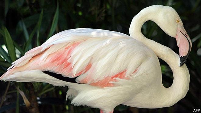 Dünyanın En Yaşlı Flamingosu Öldü